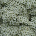Spiraea henryi fleur P2C